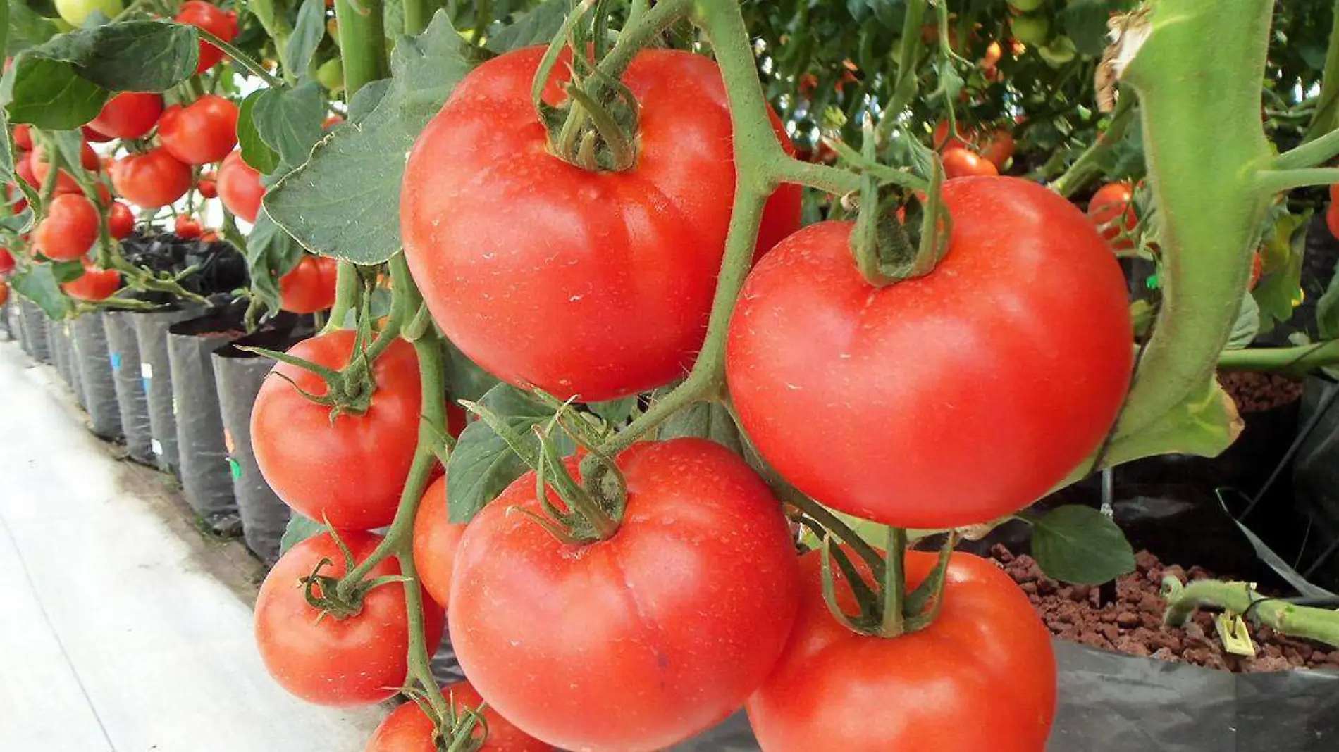 Quien no ha degustado una deliciosa sopa, un exquisito puré de tomate, una nutritiva ensalada o porque no simplemente un jitomate aderezado con limón y chile en polvo